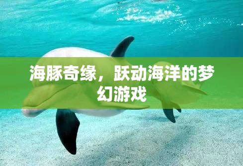 海豚奇緣，躍動海洋的夢幻冒險(xiǎn)