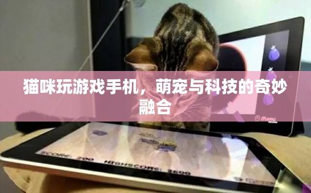 貓咪玩轉(zhuǎn)手機游戲，萌寵與科技的溫馨互動