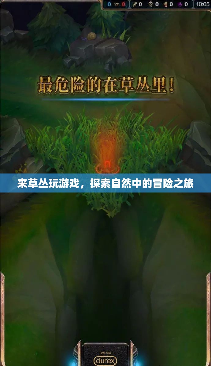 草叢中的冒險(xiǎn)之旅，探索自然中的游戲與驚喜