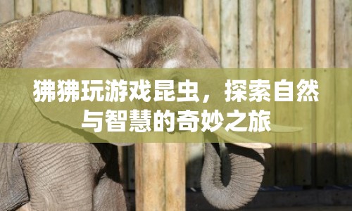 狒狒昆蟲(chóng)游戲，探索自然與智慧的奇妙之旅