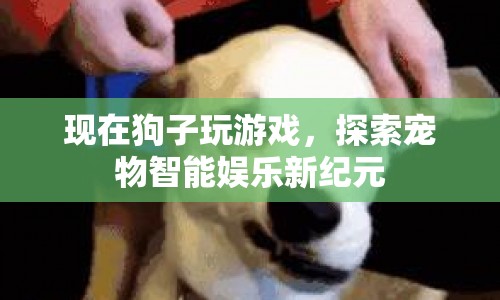 探索寵物智能娛樂新紀元，狗子玩游戲