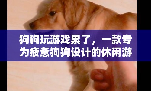 狗狗休閑游戲，讓疲憊的狗狗放松身心  第1張