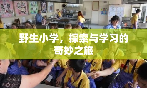 探索與學(xué)習(xí)的奇妙之旅，野生小學(xué)