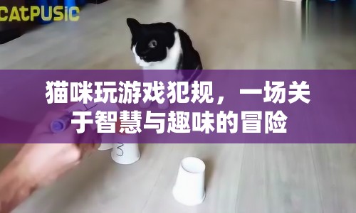 貓咪游戲犯規(guī)，智慧與趣味并存的冒險(xiǎn)之旅