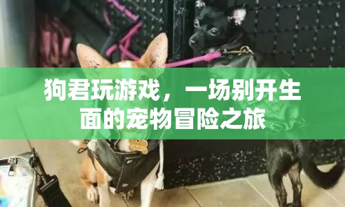 狗君的寵物冒險(xiǎn)之旅，一場(chǎng)別開生面的游戲盛宴