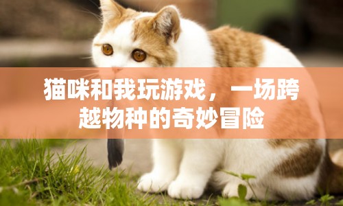 貓咪與我，一場跨越物種的奇妙冒險