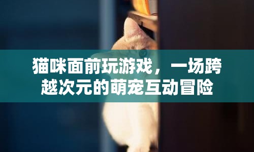 貓咪與游戲，萌寵互動冒險