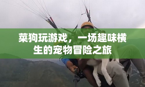 菜狗玩游戲，寵物冒險之旅趣味橫生
