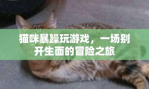 貓咪暴躁玩游戲，一場(chǎng)別開(kāi)生面的冒險(xiǎn)之旅