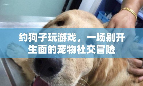 寵物社交新體驗(yàn)，約狗子玩游戲，開(kāi)啟寵物冒險(xiǎn)之旅  第1張