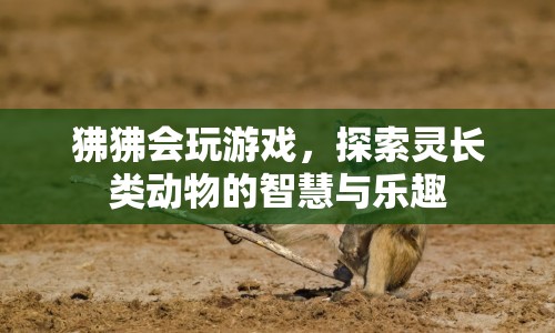 狒狒游戲揭示靈長類動物智慧與樂趣