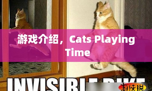 Cats Playing Time，趣味橫生的貓咪游戲