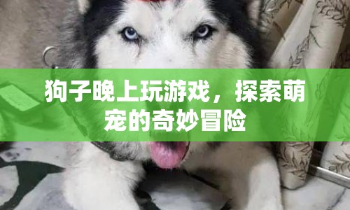 萌寵奇妙冒險(xiǎn)，狗子夜晚游戲探索之旅