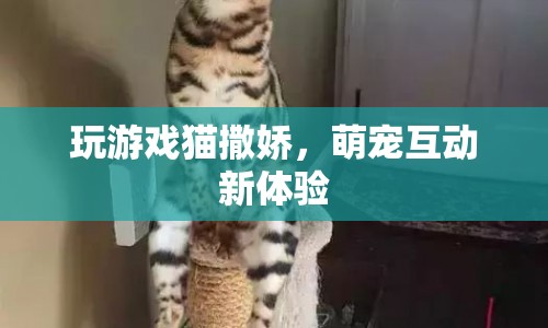 萌寵互動新體驗，貓咪撒嬌與游戲樂趣