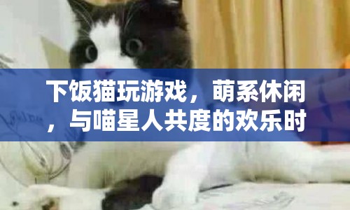 下飯貓，萌系休閑，與喵星人共度的歡樂時光