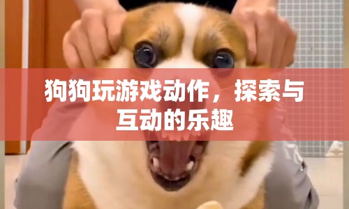 狗狗探索互動游戲，樂趣無窮的動作盛宴  第1張