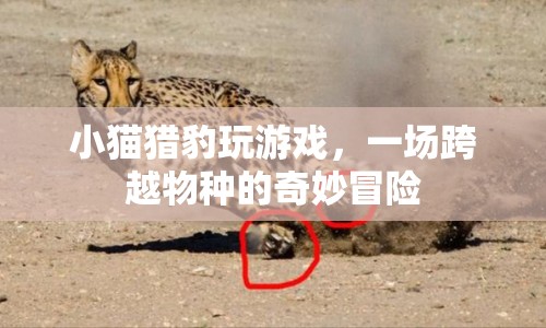 小貓與獵豹的奇妙冒險，跨越物種的友誼