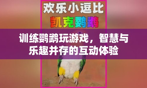 鸚鵡玩游戲，智慧與樂趣并存的互動(dòng)體驗(yàn)