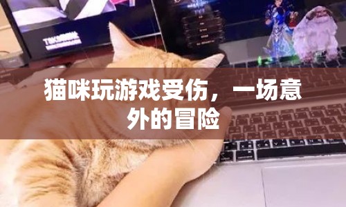 貓咪意外受傷，游戲變冒險之旅