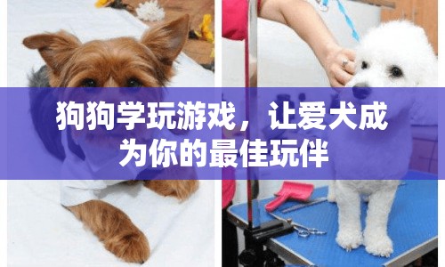 狗狗學(xué)玩游戲，打造最佳玩伴  第1張
