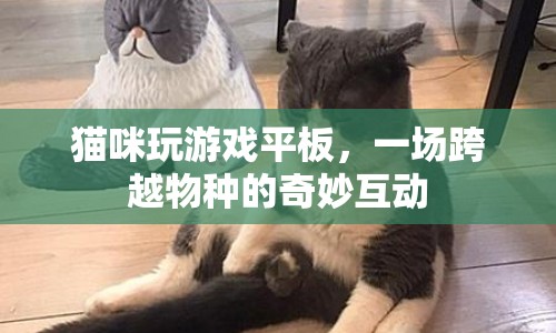 貓咪與平板，一場(chǎng)跨越物種的奇妙游戲互動(dòng)
