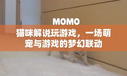 貓咪解說玩游戲，萌寵與游戲的夢幻聯(lián)動