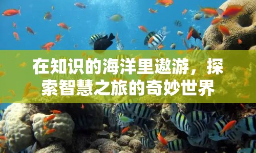 探索智慧之旅，在知識的海洋中遨游