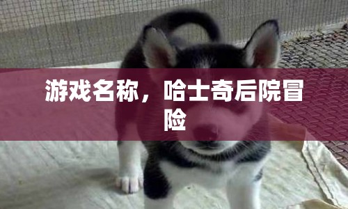 哈士奇后院冒險(xiǎn)，探索未知世界的冒險(xiǎn)之旅