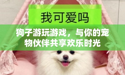 狗子游玩，與寵物伙伴共享歡樂時光