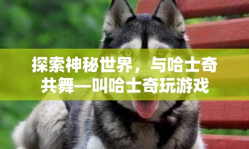 與哈士奇共舞，探索神秘世界，與萌寵玩游戲