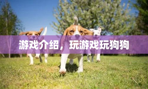 狗狗游戲，與萌寵共度的歡樂時光